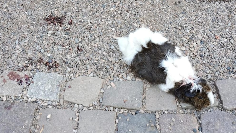 Alle 14 Tiere wurden offenbar mit einem Luftgewehr getötet