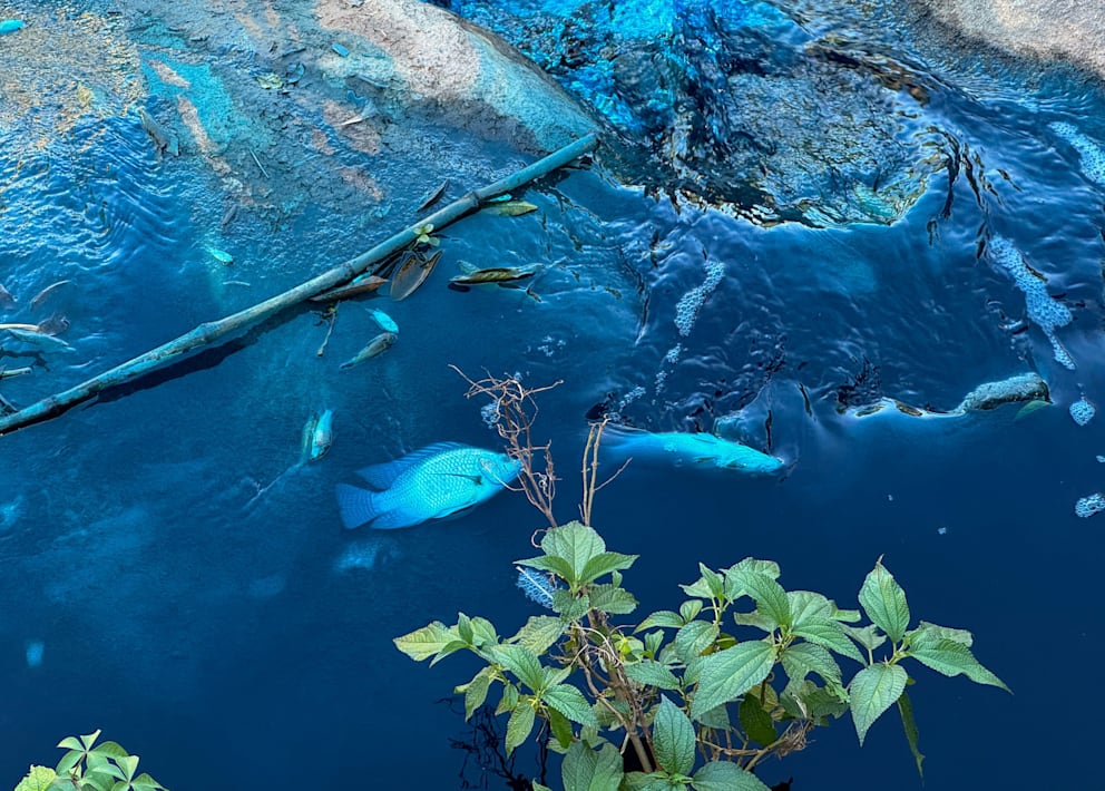 Obwohl die Substanz angeblich nicht giftig sei, trieben tote Fische nach dem Chemieunfall auf dem See in dem Park in Brasilien