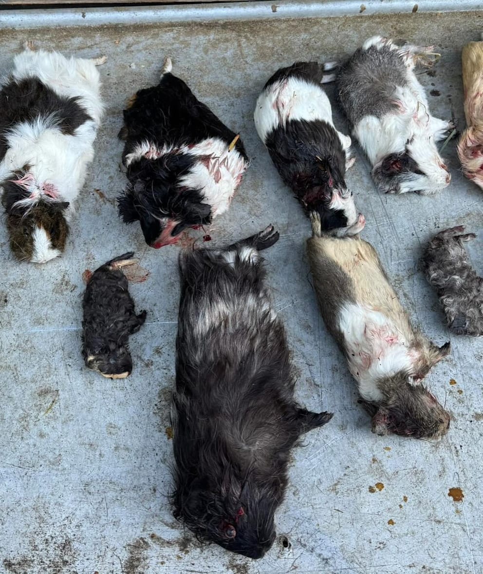 Die Fotos der toten Meerschweinchen veröffentlichte die Stadt Hildesheim auf ihrem Instagram-Kanal