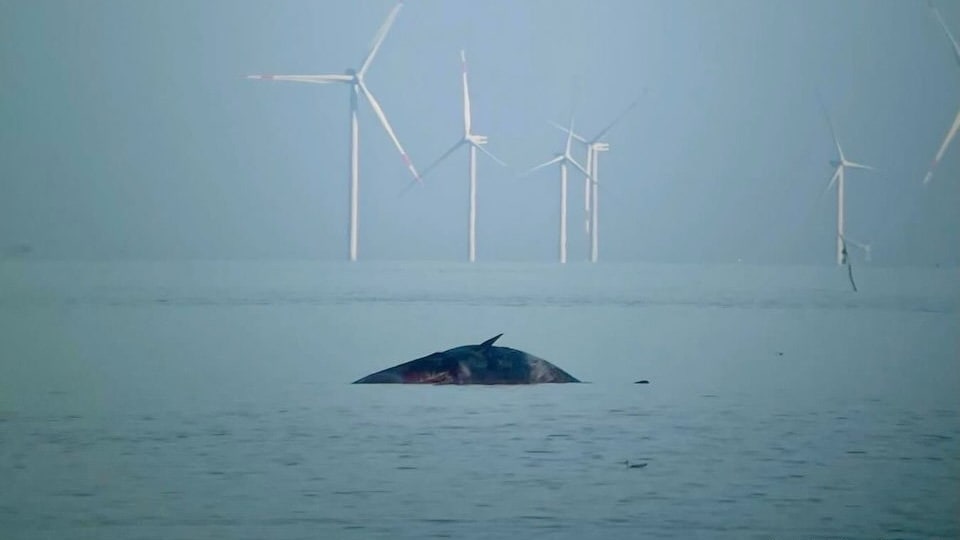 Der tote Pottwal trieb mehrere Tage vor Sylt