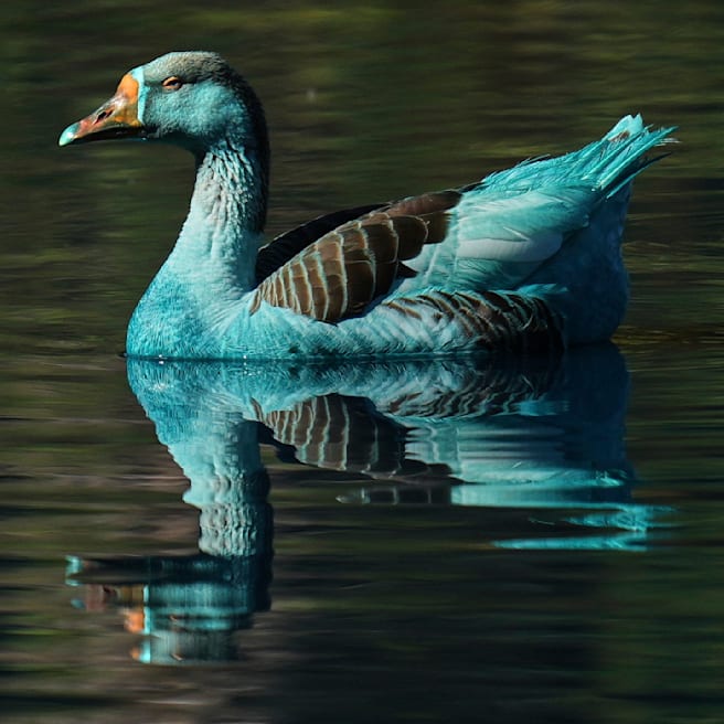 Enten und Gänse nach Unfall blau: 2000 Liter Chemie im See