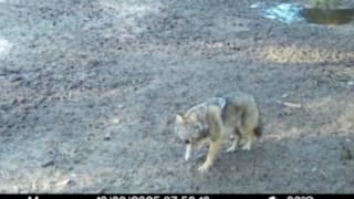 Ausgerechnet Wolfsberg: Dorf in Thüringen zittert vor dem Wolf