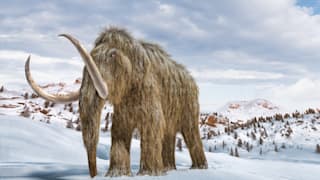 Gefahr durch Permafrost: WHO übt den Mammutpocken-Ernstfall