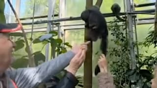 Während ein Besucher das Klammeräffchen zu den Menschen lockt, packt ihm eine Frau am Greifschwanz