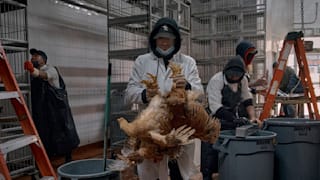 Vogelgrippe-Virus H5N1: Eine Pandemie entfaltet sich „in Zeitlupe“.