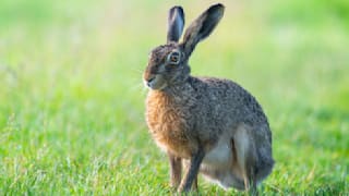 Tierarzt warnt vor Kaninchenpest: Virus bedroht unseren Osterhasen