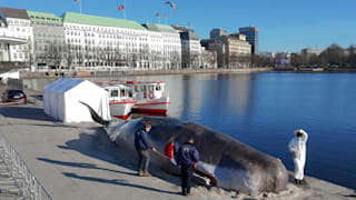 Sensation an der Binnenalster. Ein Wal liegt auf dem Anleger