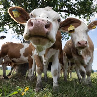 Gericht spricht verblüffendes Urteil gegen eine aggressive Kuh