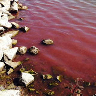 Gift-Alge befällt Badeseen: Vorsicht, wenn Wasser plötzlich rot ist! 