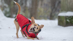 Hund im Winter: 15 Tipps für Hundehalter bei Kälte, Eis und Schnee