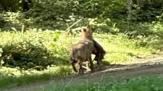 Ein junger Wolf hat im Landkreis Freudenstadt ein Reh im Maul, schleift seine Beute tiefer in den Wald hinein