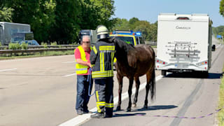 Schwerer Unfall auf der A7: Pferd überlebt Mega-Crash – die Autos nicht