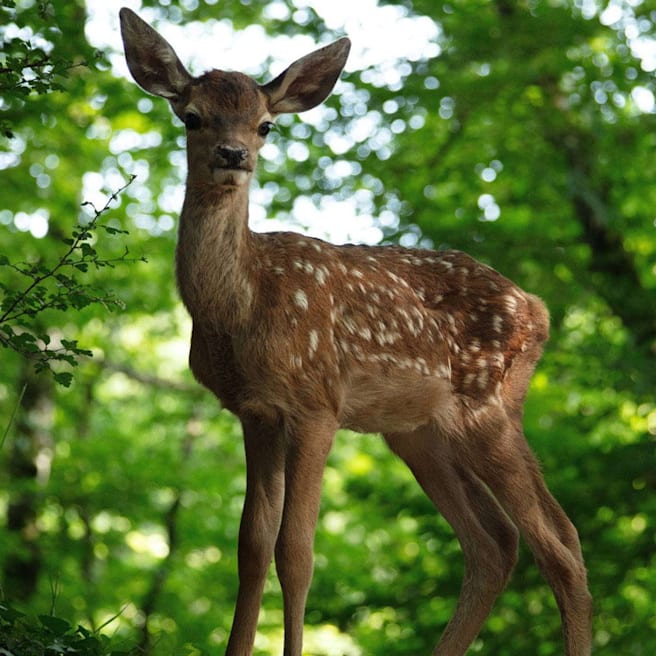 Senta Berger erweckt Bambi zu neuem Leben im Kino